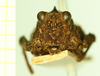 CollectionObject 1597053; c25db126-3dc4-4b7f-81d1-f1fe256db9e6: female (no type), frontal view. (CollectionObject).