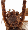 CollectionObject 1534517; ddce5745-606c-4dff-8207-20d30dc2e661: male face (holotype). (CollectionObject).