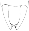 Anaulacomera (Anaulacomera) apicidentata Caudell, 1918: Fig. 21 (after type). male cerci, dorsal view. (Otu).