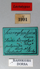 CollectionObject 1501059; 77c62310-9b44-4fda-9b98-96b1cc93cd4e: male, labels (lectotype). (CollectionObject).
