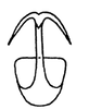 Aedeagus, posterior view on Rugosella obrienorum (Freytag & DeLong, 1971): Male: aedeagus, posterior view. (Observation).