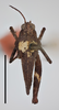 CollectionObject 1596016; 8e9f9ece-755c-4345-a8a6-0f8c7125ccf3, MZLU178068: male, dorsal view, scale bar 5 mm (holotype of Acridium zonatum). (CollectionObject).