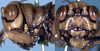 CollectionObject 1516934; 286cd16d-1263-493f-89f3-f5fb86f6a2f7: female, lateral view (holotype of Mortoniellus chopardi). (CollectionObject).