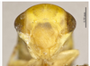 Head on Balocerus bimaculatus Zhang & Li, 2006: (Observation).