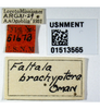 Other: !! display not done !! on Faltala Oman, 1938: holotype labels. (Observation).