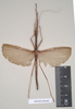 CollectionObject 1561936; NHMUK(SF IMPORT DUPLICATE) 844829, 4afbabcb-7aed-4b40-ba1b-a30ec7a4a80d: copyright Natural History Museum, London. male (holotype). (CollectionObject).