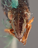 Head: !! display not done !! on Bruchomorpha nasuta Stål, 1862 now Bruchomorpha oculata Newman, 1838: (Observation).
