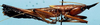 CollectionObject 1533093; 1932e859-d883-4cff-8084-d92c3dc36a50: male, lateral view (holotype). (CollectionObject).