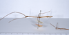 CollectionObject 1557458; 82f197bb-e5de-4a01-a56b-5a611ae9a3d0: copyright ANSP. male, lateral view (holotype). (CollectionObject).