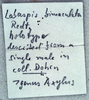 CollectionObject 1534682; 06719e8b-994d-4161-839d-ab64765ecfd3: label (holotype). (CollectionObject).