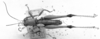 CollectionObject 1524869; e446e898-f676-4bbe-8e4d-7947028ea26a: Image Carbonell, C.S. male, dorsal view (syntype or lectotype). (CollectionObject).