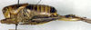 female, lateral view (paratype). Depicts CollectionObject 1564722; 4a06e423-69de-4cc7-b754-0a44c50c79b7, a CollectionObject.