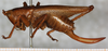 CollectionObject 1531365; NMW 1101, 0200bac1-f6bd-4a0b-872a-ce85b1698084: female, lateral view (holotype). (CollectionObject).