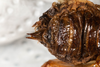 CollectionObject 1532484; d5bf0df3-3594-4eaf-923b-15ef81833a40: female, ventral view (holotype). (CollectionObject).