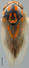 Habitus, dorsal view on Brazosa Oman, 1938: Brazosa sp. (undescribed), dorsally (INHS). (Observation).