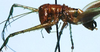 CollectionObject 1522605; 85d27c1f-6036-481f-bb7f-aac27467cd0a: male head and pronotum, lateral view (holotype). (CollectionObject).