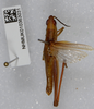 CollectionObject 1519258; 0f5f3025-7771-45ce-ab98-dcfdc75fa3c4: male, dorsal view (holotype). (CollectionObject).