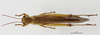 CollectionObject 1588735; 5e7ba088-f674-4b38-a624-680ee8ec770a: male, dorsal view. (CollectionObject).