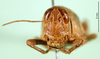 CollectionObject 1567332; 6fb008e8-72d8-4131-b230-6b1c9d7cec0b: female, frontal view (paratype). (CollectionObject).