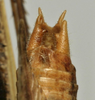 CollectionObject 1536008; 3dc16be7-772f-4bdf-b6db-7a83d590b6f5: male cerci (paratype). (CollectionObject).