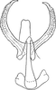 Aedeagus, ventral view: Aedeagus, ventral view. (Observation).