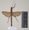 CollectionObject 1561303; 130d3935-aafd-422d-aeac-115fde2bd7a7: copyright Natural History Museum, London. female of Perlamorphus peleus (holotype). (CollectionObject).