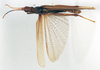 Desmopterella biroi (Bolívar, 1905): male, dorsal view (holotype of Desmopterella rammei). (Otu).
