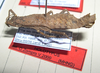 CollectionObject 1561265; 12ba646d-d994-4009-a2be-9f2e0a31bc28: copyright MHNG, Geneva. female, lateral view (holotype). (CollectionObject).
