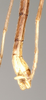 CollectionObject 1562791; cb861d4c-79e9-4bdd-bb3a-8153abaee492: copyright QMBA. male: end of abdomen, lateral view (paratype). (CollectionObject).