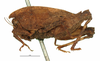 CollectionObject 1567869; fab4d06f-3aeb-41a1-bc39-7982f37b1856: female, lateral view. (CollectionObject).