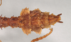 CollectionObject 1563955; NHMUK(SF IMPORT DUPLICATE) 845340, 43648258-ae23-4f70-a67c-0b82e003100b: copyright Natural History Museum, London. male: end of abdomen, dorsal view (holotype). (CollectionObject).
