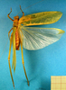 CollectionObject 1501749; a8bc3dbc-cbc7-463e-ad73-23d7cdfc74ec: male, dorsal view (syntype). (CollectionObject).