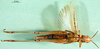 CollectionObject 1568782; 045985ac-21fc-41a7-9428-77bcb22b8c6d: female, ventral view (paralectotype of Tristria musanae). (CollectionObject).