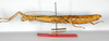 CollectionObject 1562194; 37981bb1-9ec6-4959-b8db-8a841063b555: copyright ZMB, Berlin. female, lateral view (paratype). (CollectionObject).