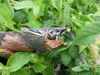 FieldOccurrence 100; 8fb9a8f3-26a6-402f-8918-cfdeb10aac31; Tanzania
Miombo woodlands East Chenene forest reserve, 2017/03/15: male, lateral view. (FieldOccurrence).