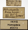 Other on Athysanella (Athysanella) kanabana Ball & Beamer, 1940: Labels - Female. Labels for the female specimen. (Observation).
