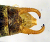 CollectionObject 1500676; cb749ea2-8514-402b-a63b-3e7198b391f8: male cerci (holotype). (CollectionObject).