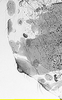 Aedeagus, lateral view.: !! display not done !! on Anoecia (Anoecia) cornicola (Walsh, 1863): Marginal tubercles on abdomen of Anoecia cornicola. (Observation).