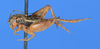CollectionObject 1535392; a28192d8-74e1-4d78-9977-11e748716a2d: male, lateral view (syntype). (CollectionObject).