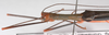 Nescicroa rufescens Hennemann, 1998: copyright F. Hennemann. male: head and thorax, lateral view (paratype). (Otu).