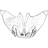 Pygofer ventral appendages, ventral view: Pygofer ventral appendages, ventral view (E. galiberti). (Observation).