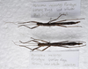 CollectionObject 1584693; e0f573a3-40af-4555-a5c1-e2d29aae269a: copyright ZRC, Singapore. female (paratype). (CollectionObject).