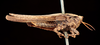 female, lateral view (holotype of Acrydium quadrimaculatum). Depicts CollectionObject 1531171; UZIU Thunberg Collection nr 222188', 070ff06d-b794-4d63-86ab-e193a76d7aac, a CollectionObject.