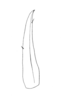 Ceuthophilus (Geotettix) guttulosus thomasi Hubbell, 1936: Fig. 329. subdistal cephalic spur of hind tibia. (Otu).