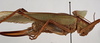 CollectionObject 1534725; 0c8b9bc8-b13c-4082-89ea-fd0ed5b9ee6e: female, lateral view (syntype). (CollectionObject).
