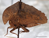 Hymenotes triangularis Westwood, 1837: female, lateral habitus, Mount Makiling, UPLBMNH, scale bar: 5 mm. (Otu).