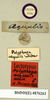 Homoeogamia mexicana Burmeister, 1838: Copyright Natural History Museum, London. Labels from lectotype (adult male) of synonym Polyphaga aequalis Walker, 1871 in BM(NH). (Otu).