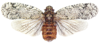 Habitus, dorsal view on Dilobura corticina (Burmeister, 1835): (Observation).