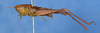 CollectionObject 1582534; f5584159-5255-43b4-bb6d-615d591a9643: female, lateral view (syntype). (CollectionObject).