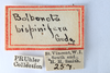 Other on Bolbonota (Tubercunota) bispinifera Goding, 1893: (Observation).